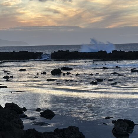 Borrowed Furry Friends